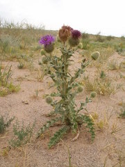 Olgaea leucophylla