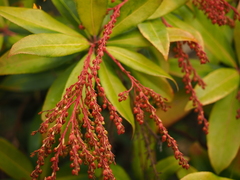 Pieris formosa