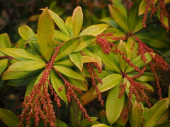 Pieris formosa