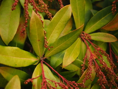 Pieris formosa