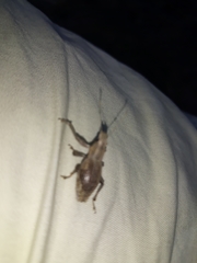 Naupactus xanthographus