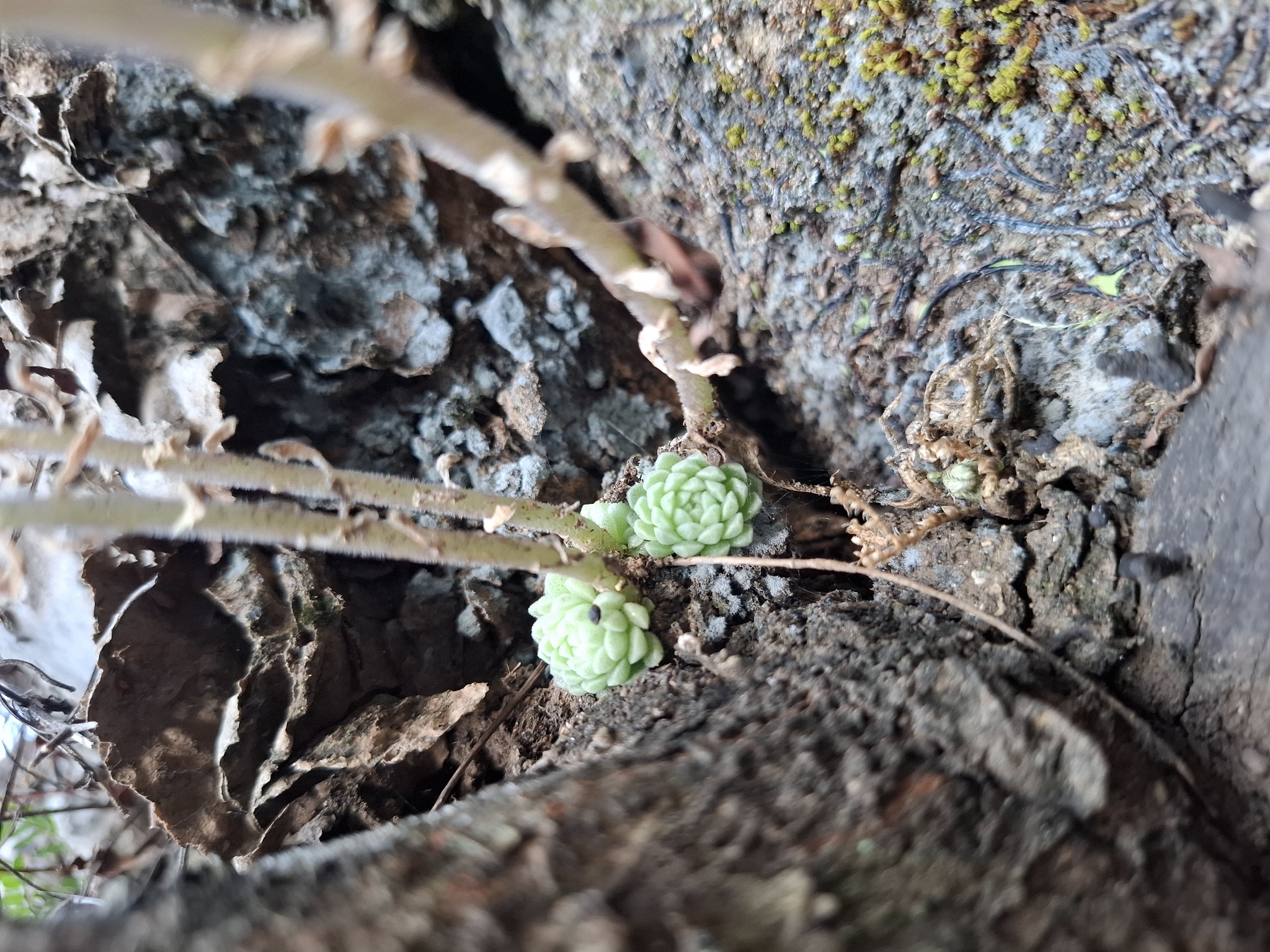 Imagem de sedum