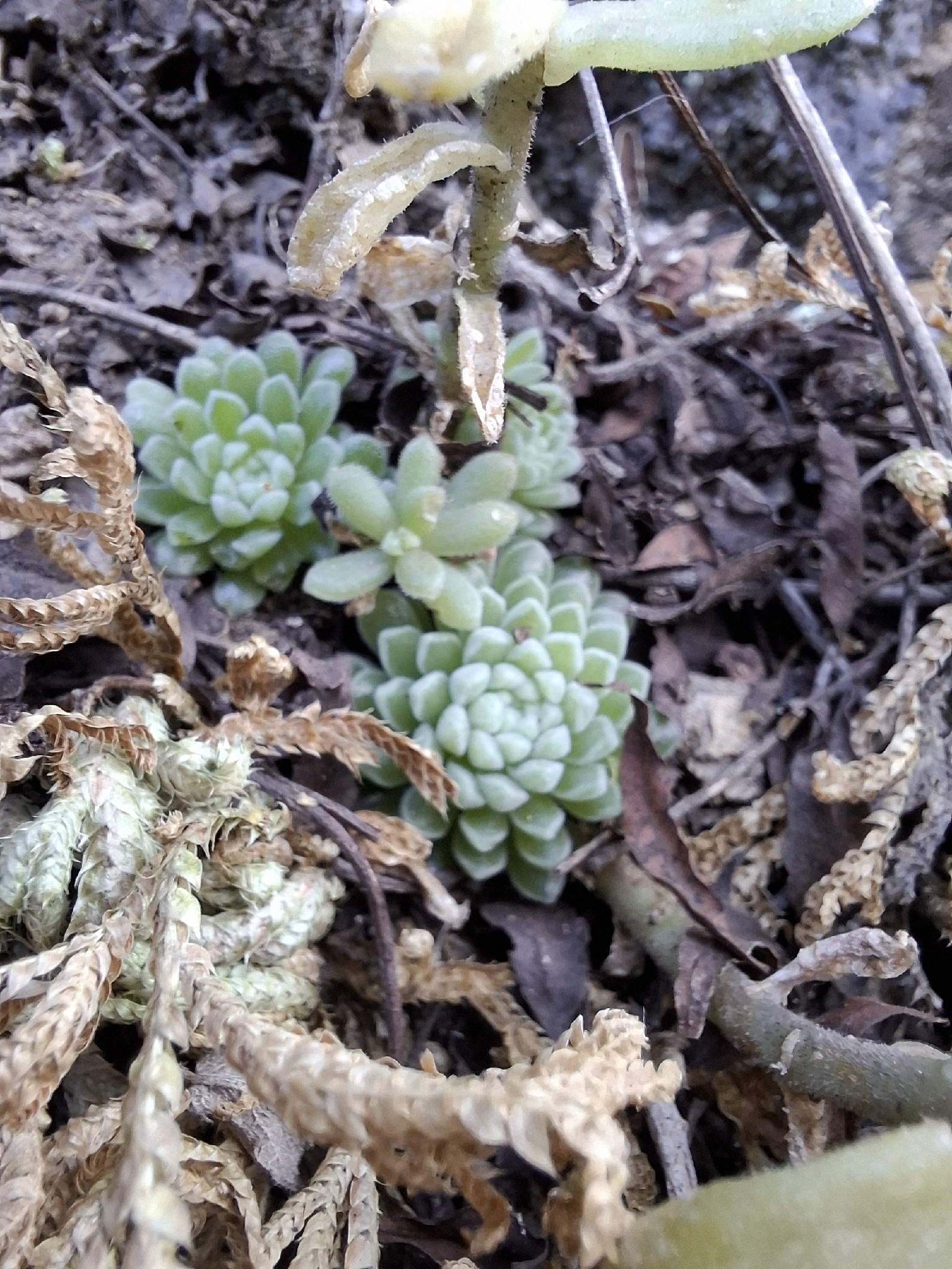 Imagem de sedum