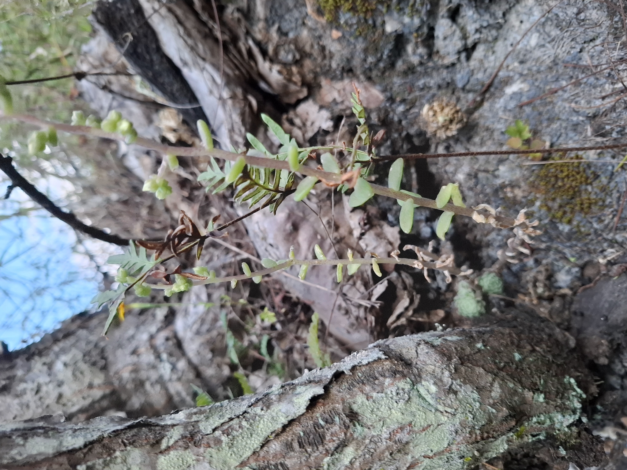Imagem de sedum