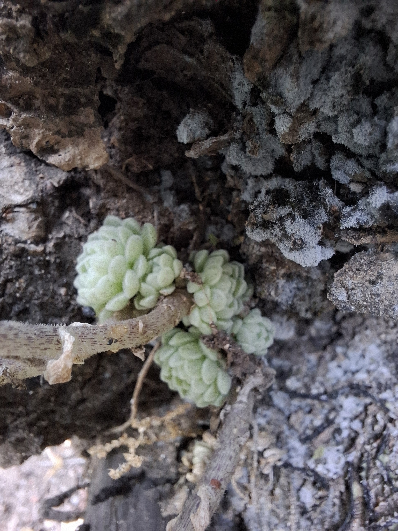 Imagem de sedum