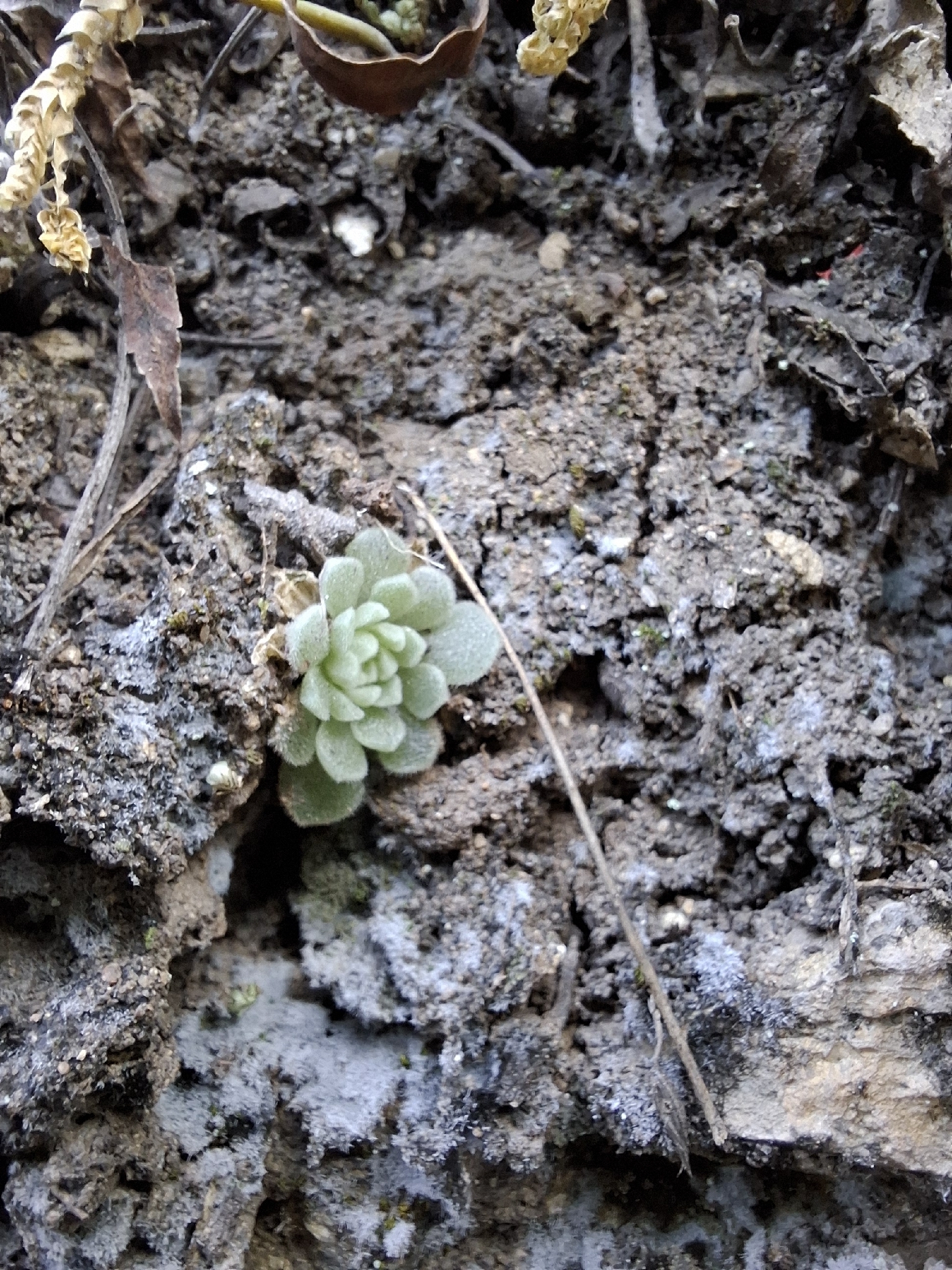 Imagem de sedum