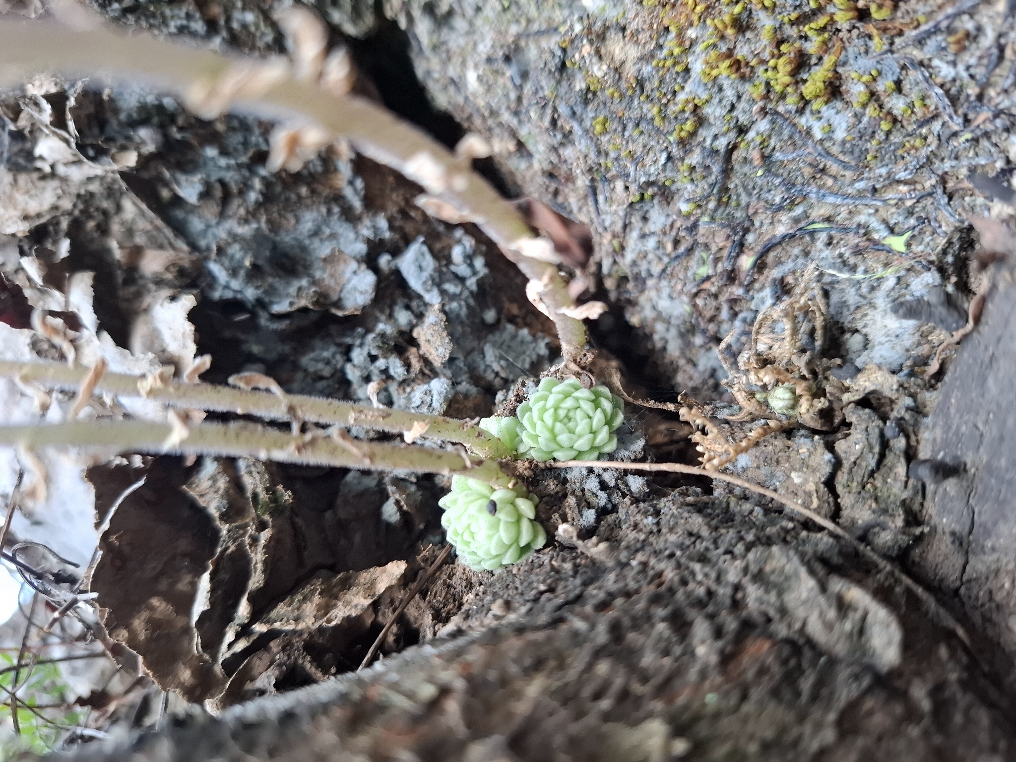 Imagem de sedum