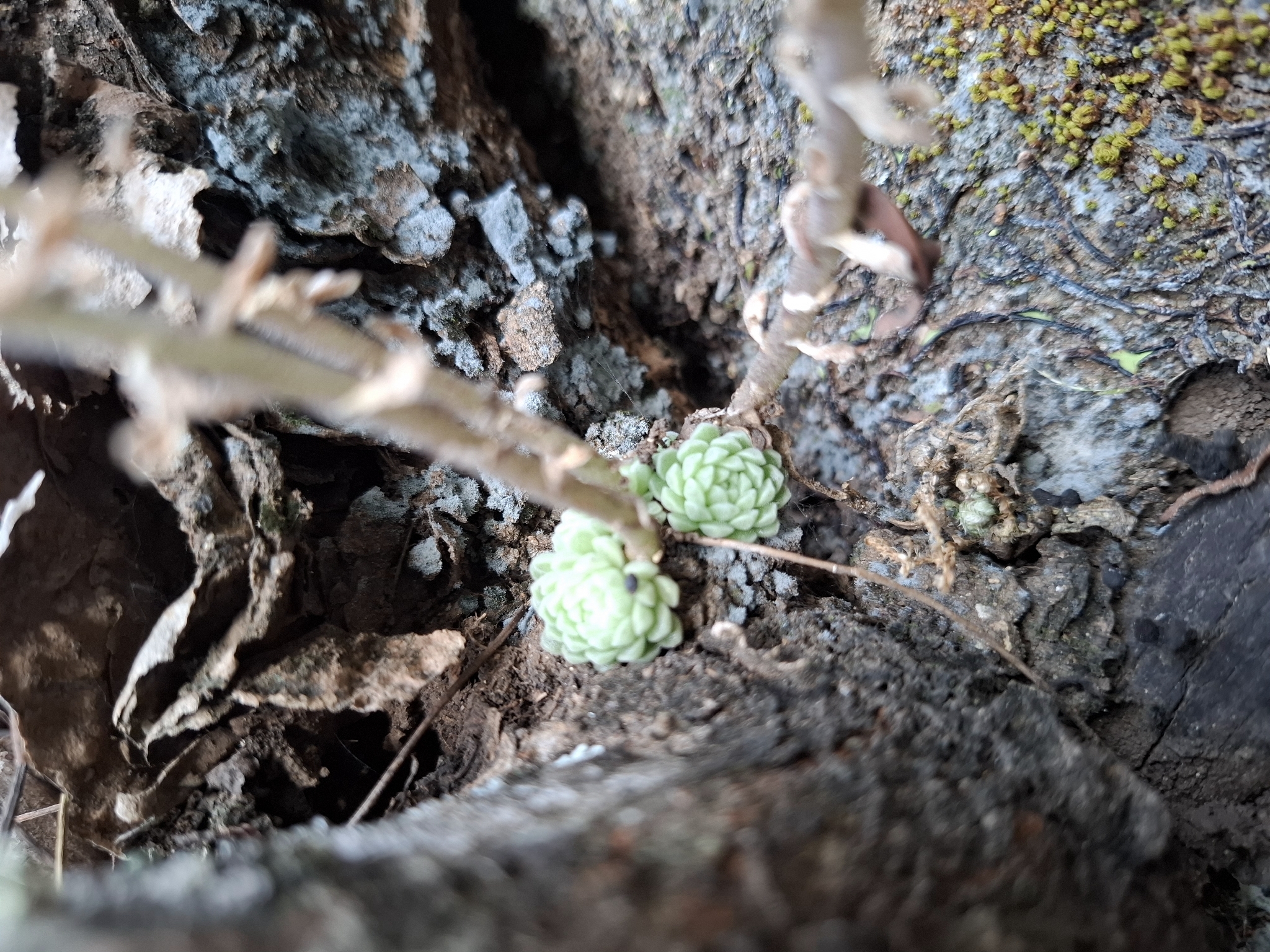 Imagem de sedum