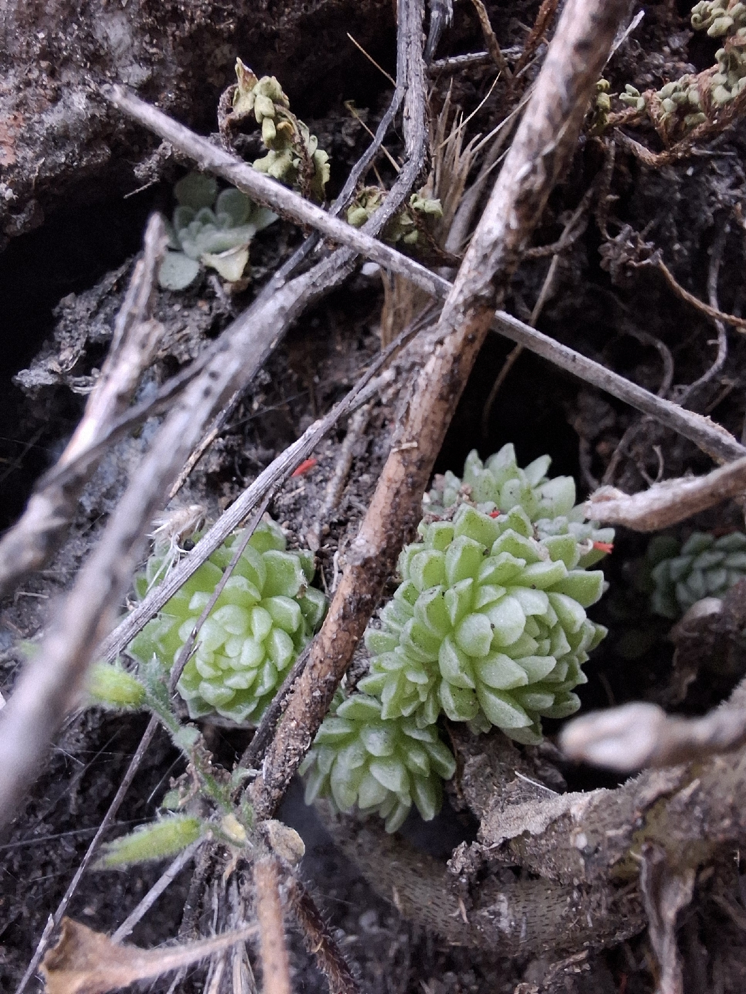 Imagem de sedum
