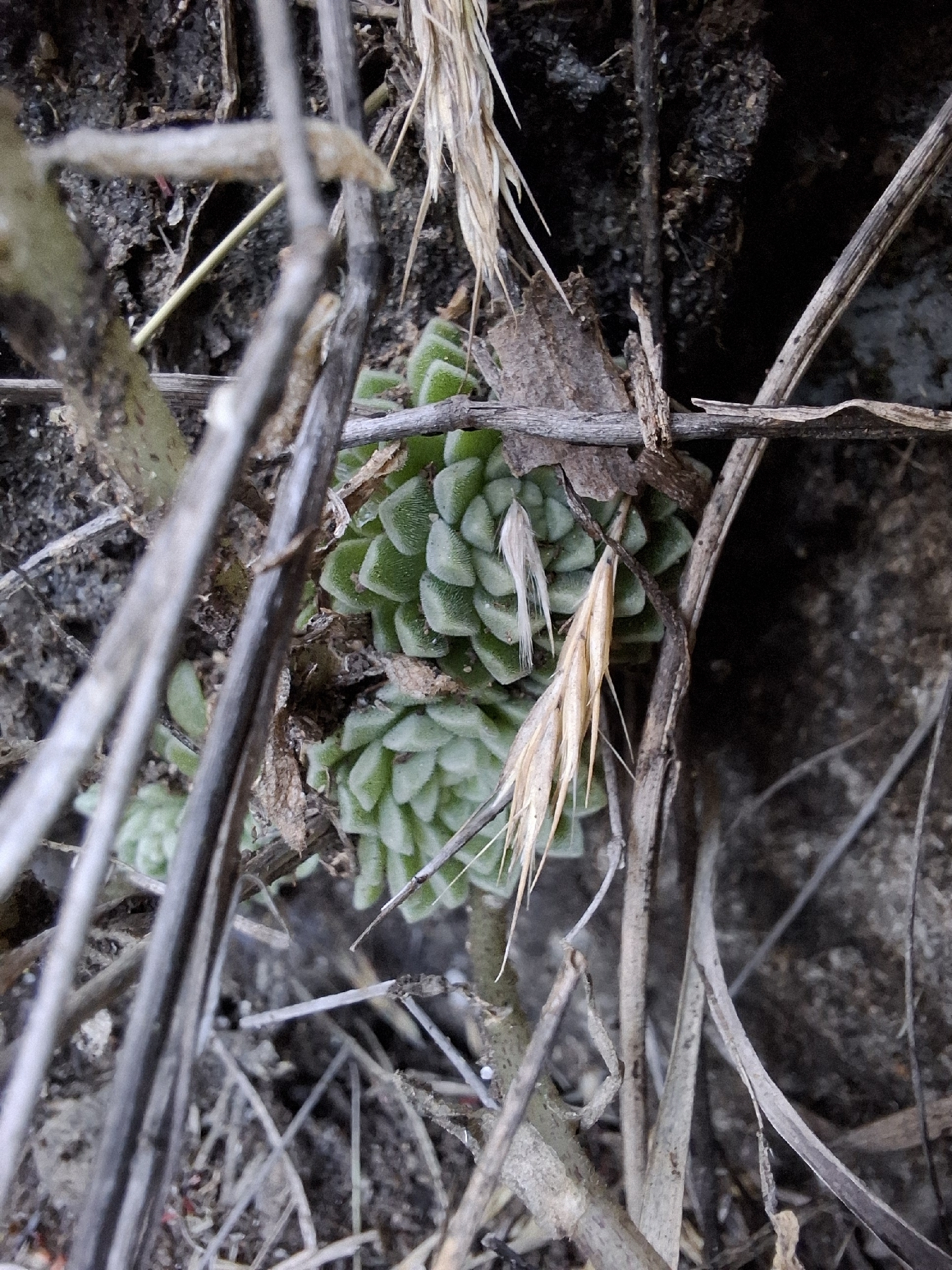 Imagem de sedum