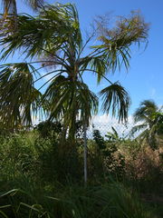 Sabal mauritiiformis