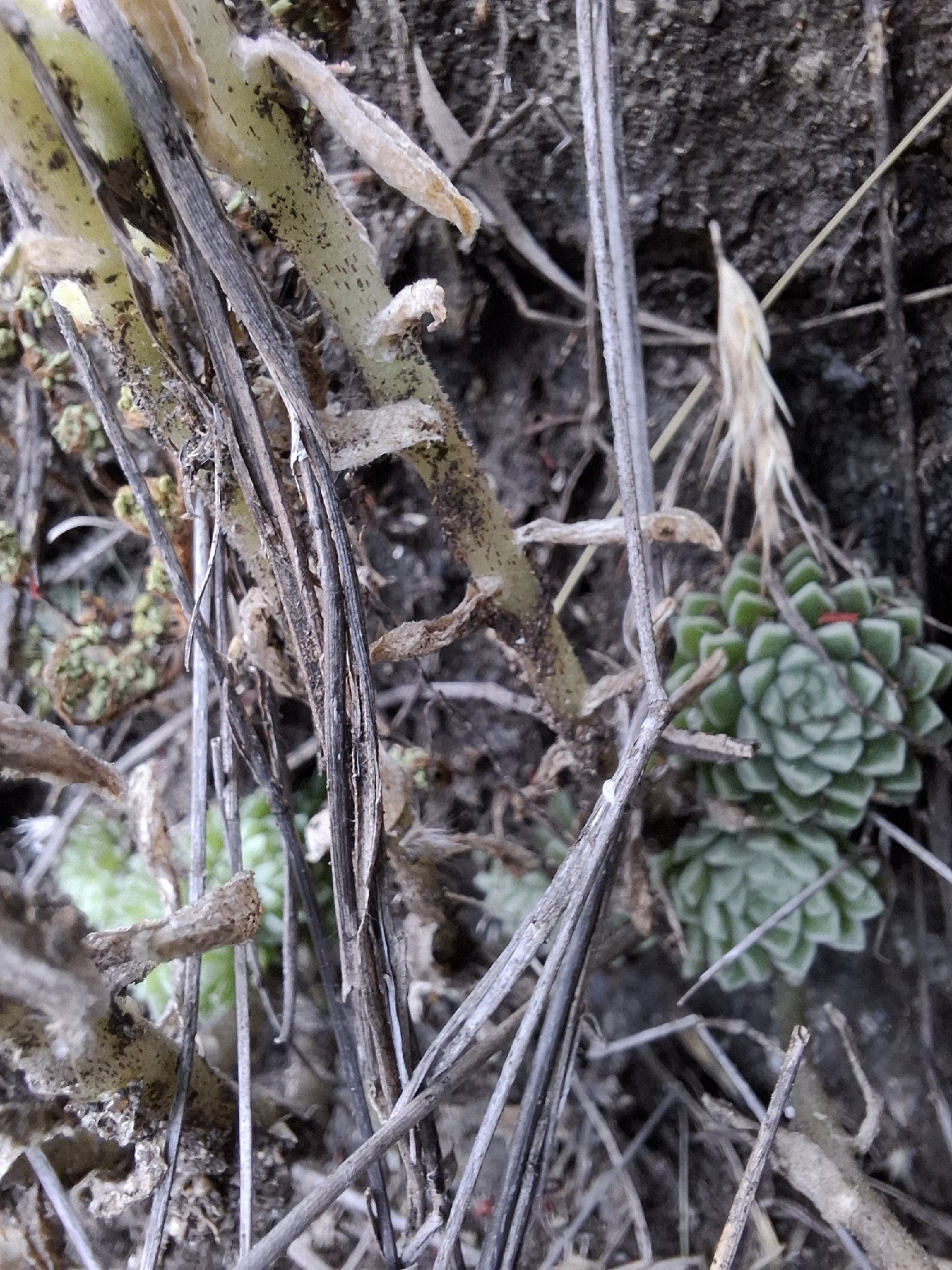 Imagem de sedum