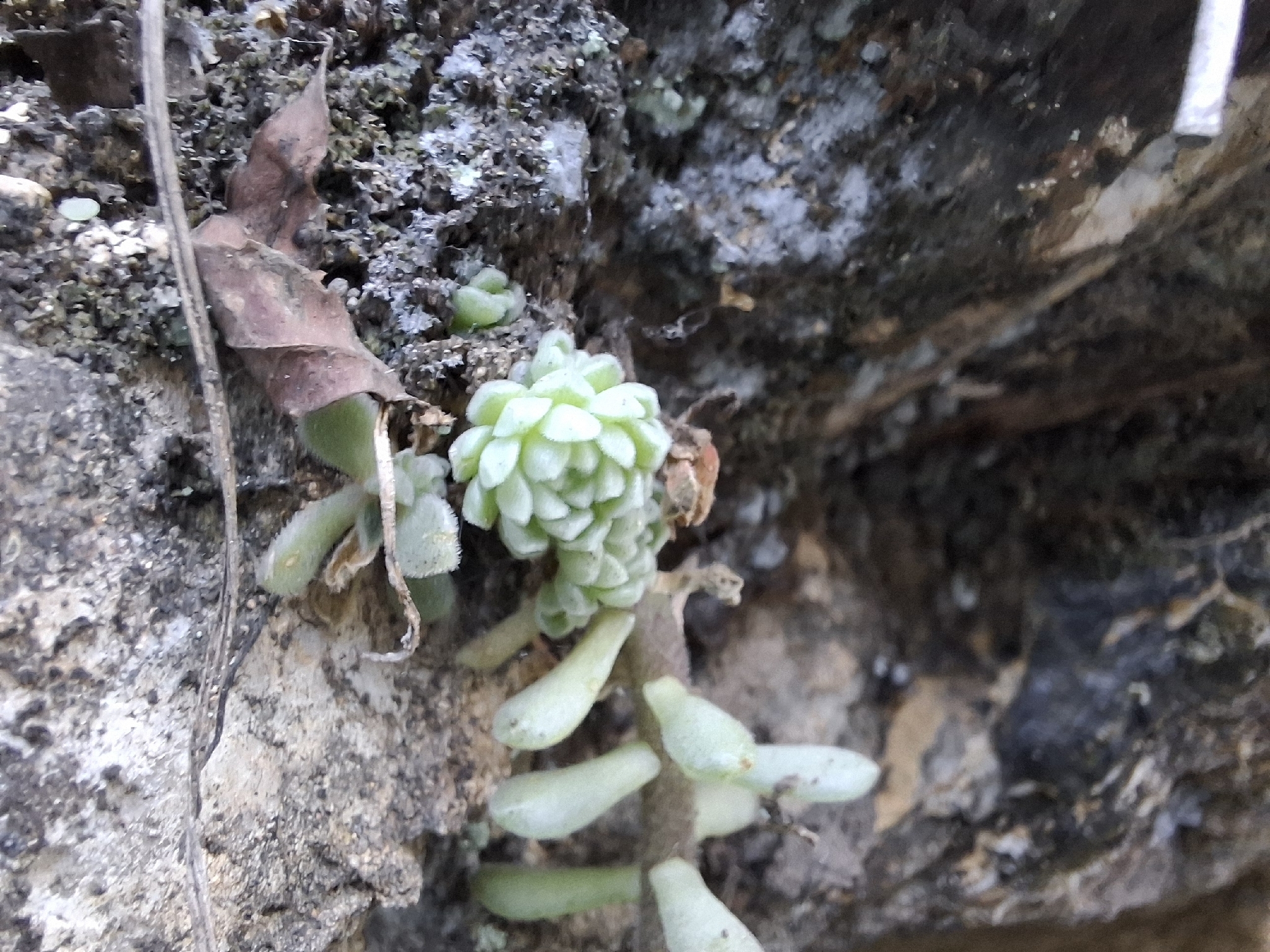 Imagem de sedum