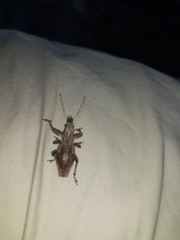 Naupactus xanthographus