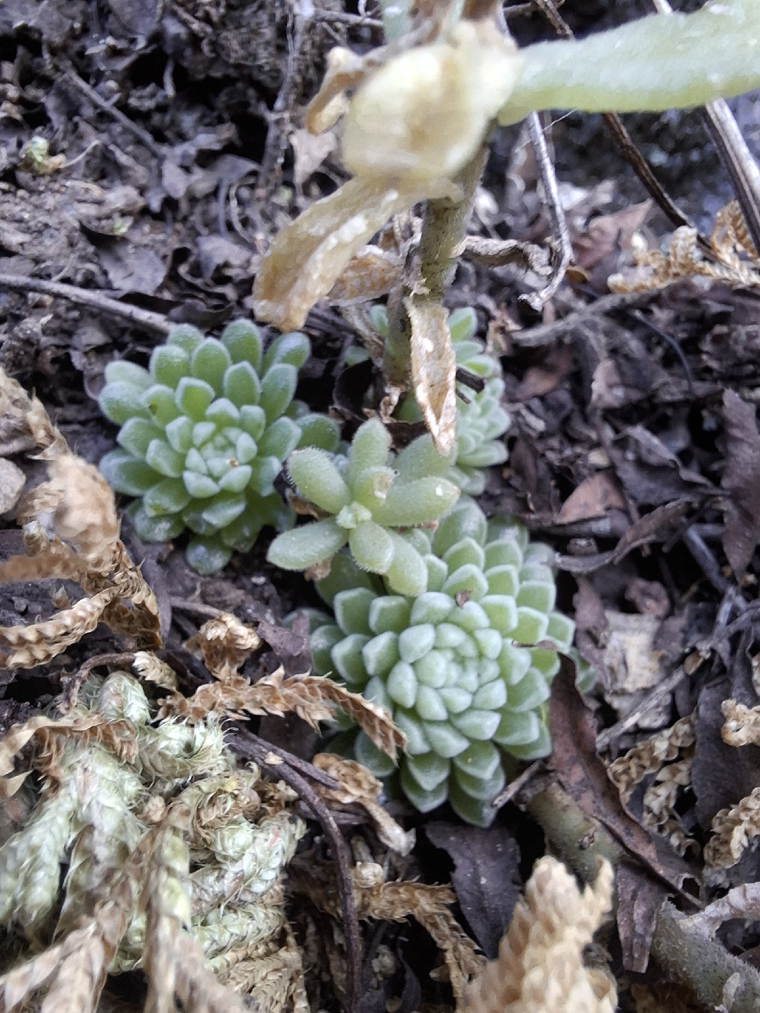 Imagem de sedum