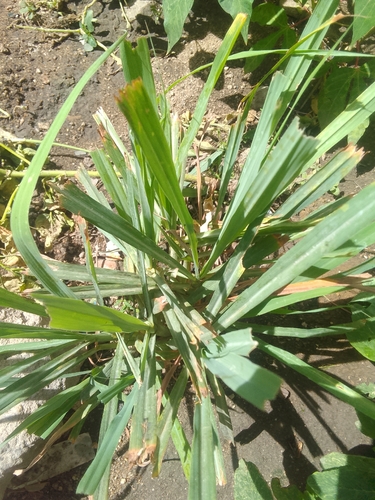 Lemon Grass