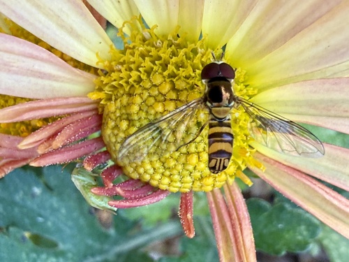 Unknown species found near Sycamore St, Decatur, GA, US