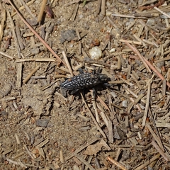 Homocyrtus bonni
