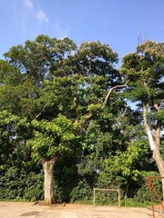 Albizia