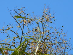 Sabal mauritiiformis