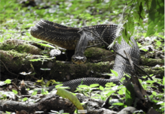 Crotalus durissus terrificus