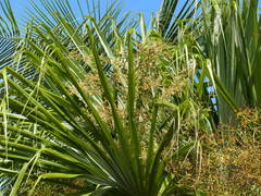 Sabal mauritiiformis