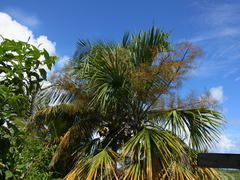 Sabal mauritiiformis