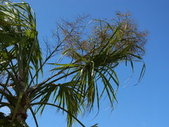 Sabal mauritiiformis