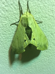 Pseudoclanis postica