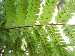 Pteris tripartita