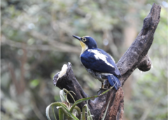Melanerpes flavifrons