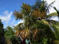 Sabal mauritiiformis