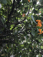Cordia sebestena
