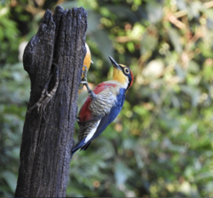 Melanerpes flavifrons