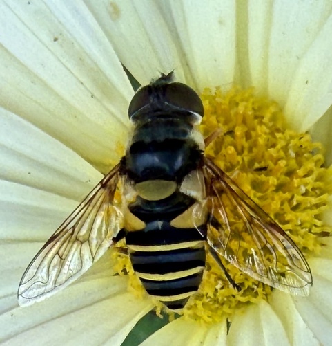 Unknown species found near Sycamore St, Decatur, GA, US