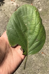 Cordia sebestena