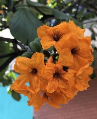 Cordia sebestena