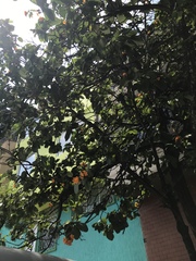 Cordia sebestena