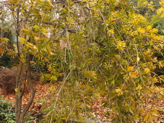 Melaleuca comboynensis