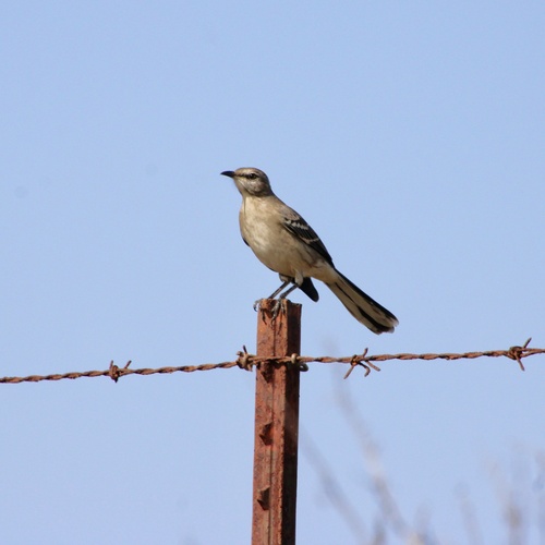 iNaturalist observation photo of Northern Mockingbird