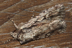 Dichagyris signifera