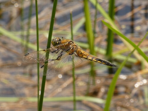 Four-spotted Chaser