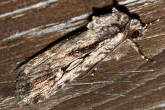 Dichagyris signifera