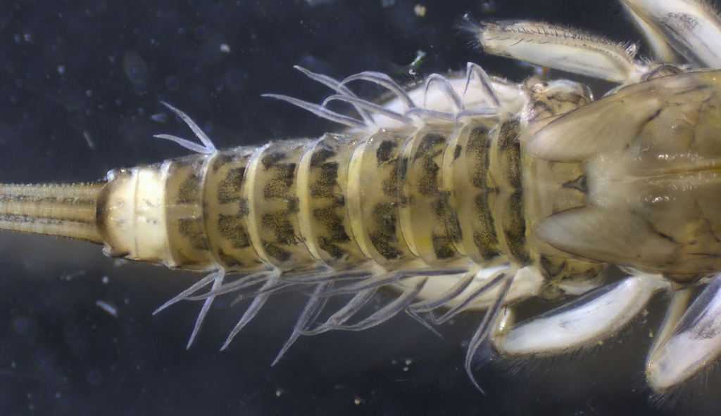 Thraulodes gonzalesi