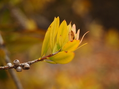 Melaleuca comboynensis
