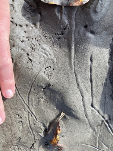 Coast Mole observed by rholmes925