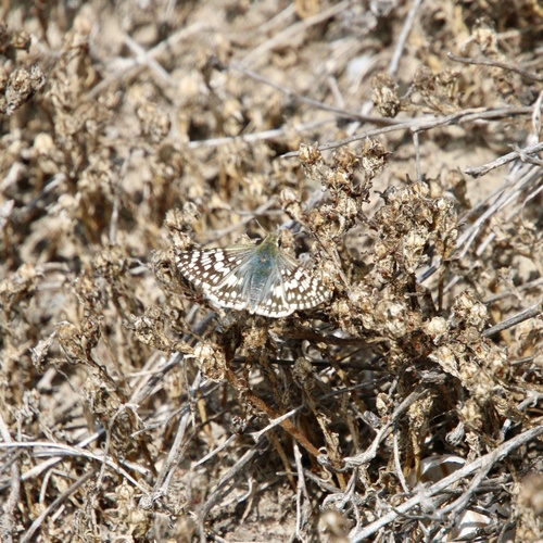 iNaturalist observation photo of White Checkered-Skipper