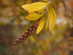 Melaleuca comboynensis