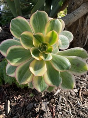 Aeonium castello-paivae