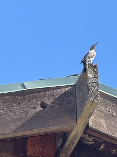 iNaturalist observation photo of Northern Flicker